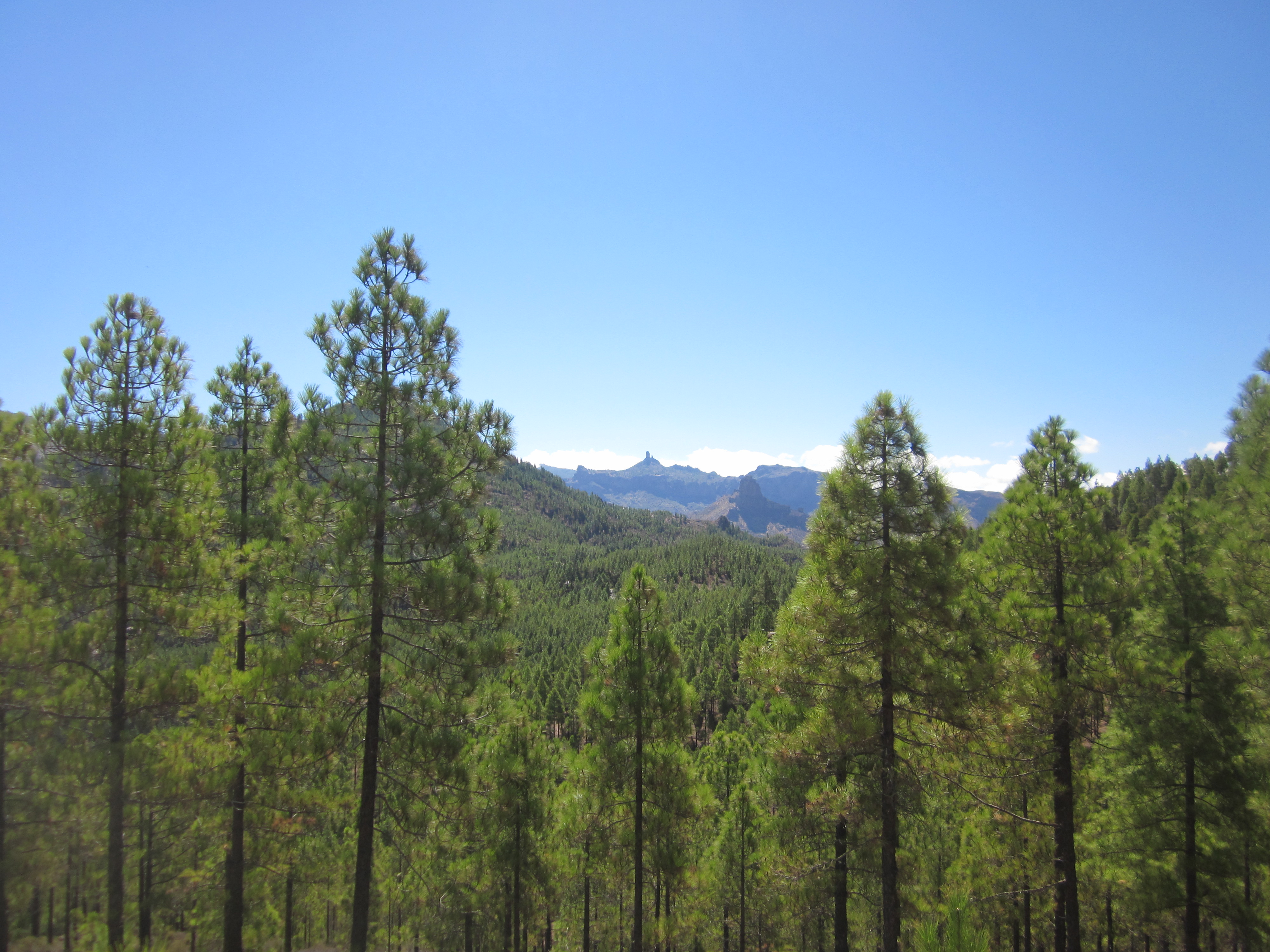 Bosque majestuoso