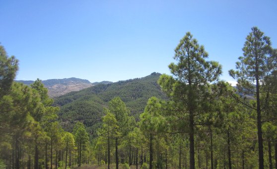 Bosque