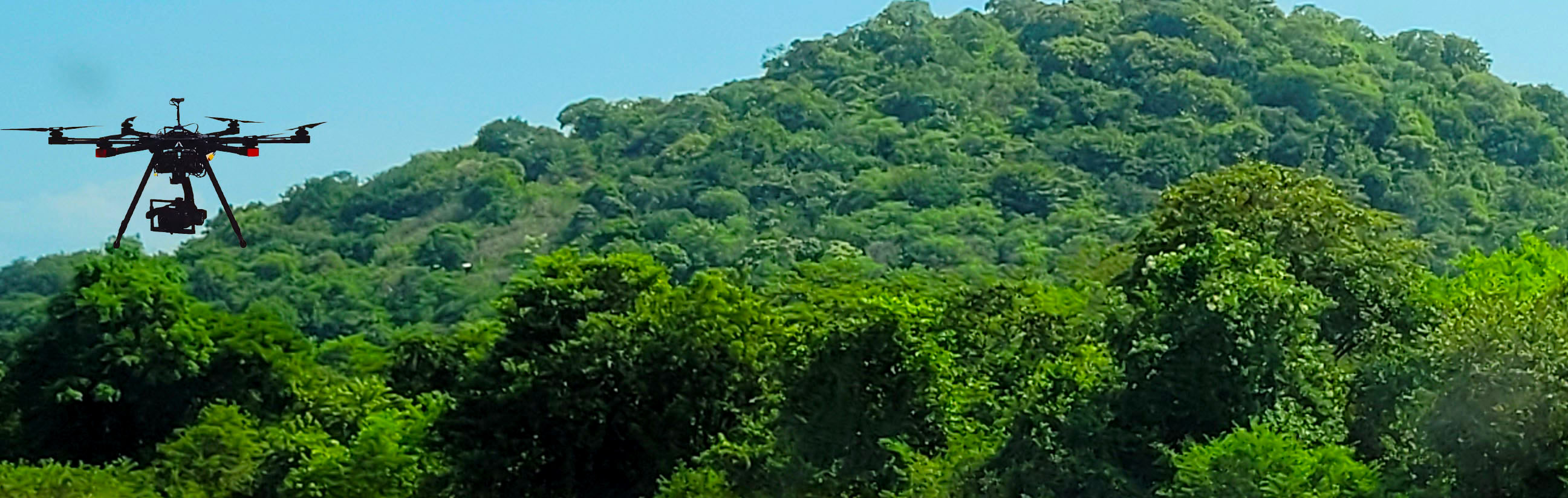 bosque drone